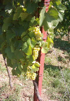Chardonnay