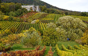 Weinberg am Haardtrand